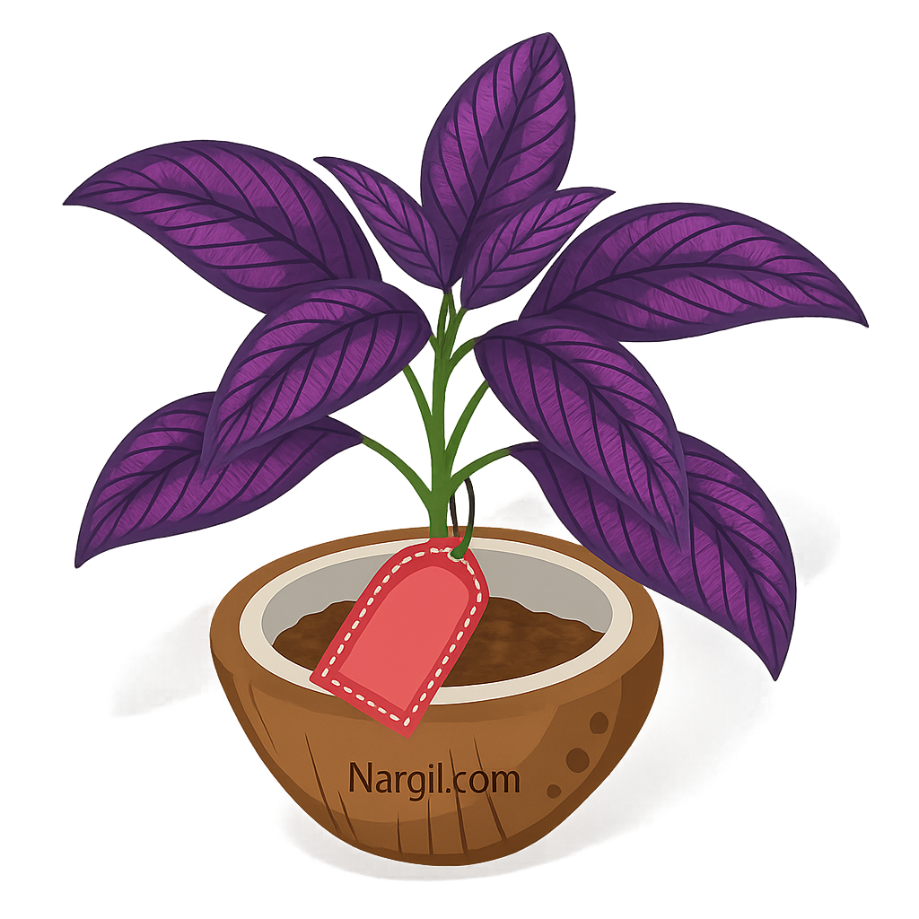  Nargil - persian shield